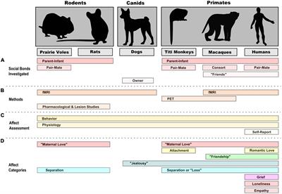 Neuroimaging of human and non-human animal emotion and affect in the context of social relationships